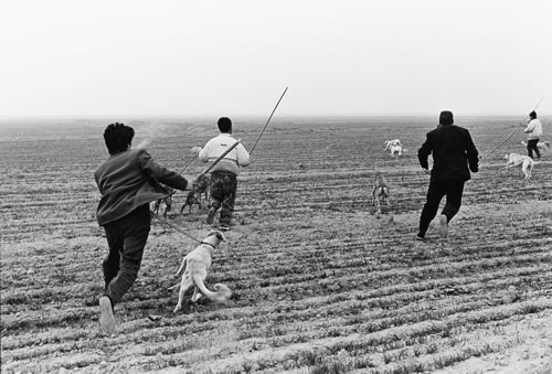 35.在旷野上进行细狗撵野兔竞赛.jpg