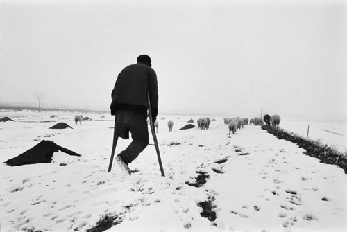 66.拄着双拐的残疾老汉赶着羊群徐行在雪地里.jpg