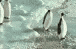 4.gif
